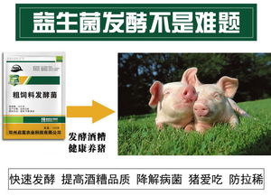 酒糟养猪真香，怎么喂才安全，避免中毒危害？