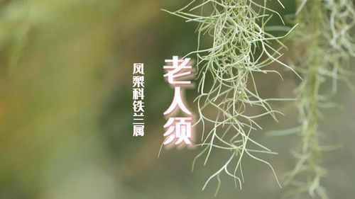 常青藤养殖，关注土壤、光照、水分