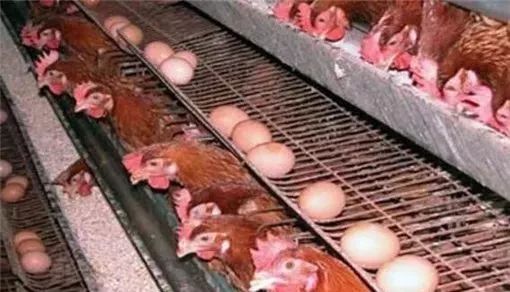 虾用发酵饲料在蛋鸡上使用效果如何？对产蛋率、蛋品质有显著提升吗？