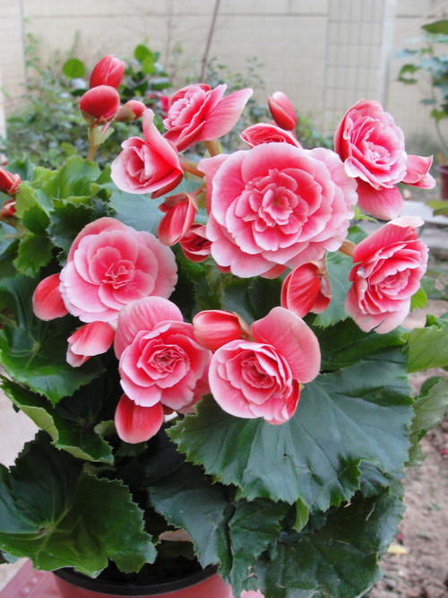 新手选购种子常犯的三个误区