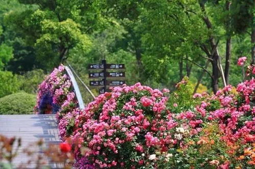 辰山植物园月季花海的壮观景象