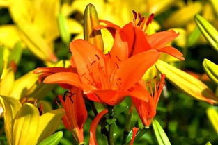 春日百合绽放指南：最佳观赏期与养护要点一览