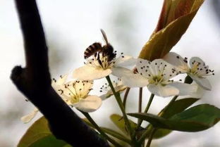 “玫瑰开花前，需适度修枝促繁花