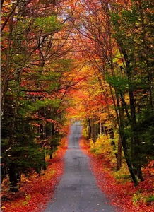 秋天的落叶， 美得不像话