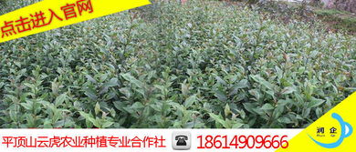 截干苗：人工雕琢的艺术品