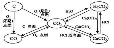 地衣真菌与藻类共生生物体是如何实现能量转换和物质循环的