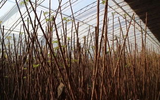 香椿种子的奥秘：谁在采摘呃？