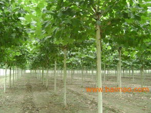 硬枝扦插繁育方法