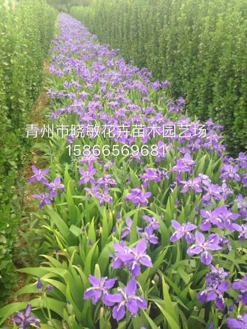 宿根花卉：越冬不死