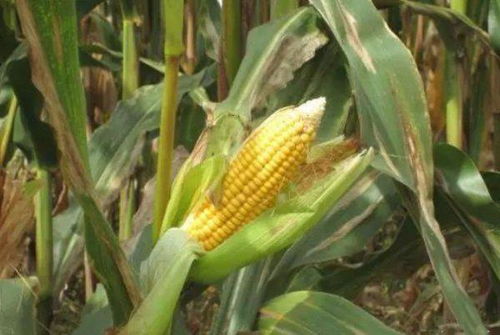 种植玉米的土壤和水