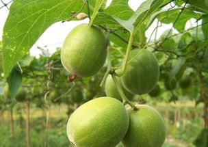 罗汉果（广西桂林产）：