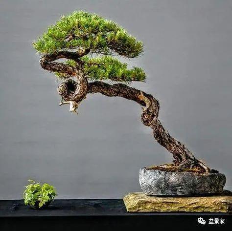 盆景树干如何变空洞？有何独特技巧
