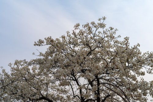梨花如雪
