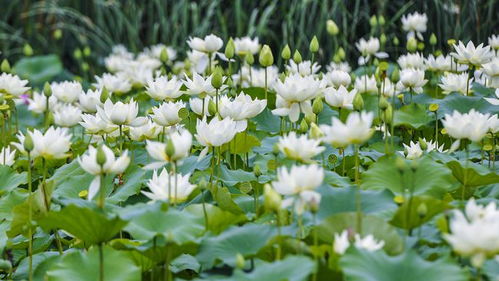 施肥要适量，花儿长得棒