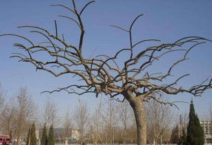 入冬前绿化植物防寒攻略：守护冬日绿意