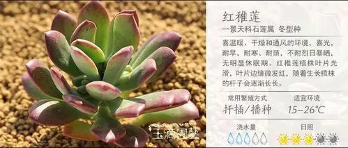 多肉植物养护秘籍：打造美丽盆栽的终极技巧