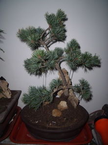 新手常踩的三大坑