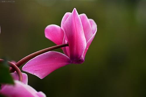 哎呀呀，我的仙客来黄叶子好多啊！