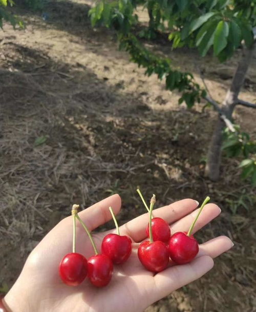 破壳手法：你的种子为什么发霉？