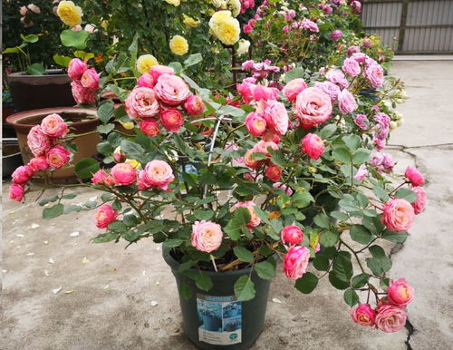 浪漫比克月季：皮实抗性强， 花色多变