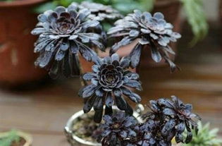 黑法师秋季根系复苏期， 浇水那些事儿