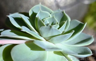 多肉植物佛罗里安娜如何养殖？如何让它的叶片更加饱满