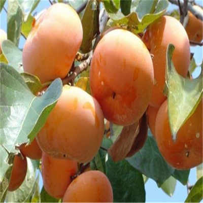 一亩地嫩栽种多少棵黑柿子树