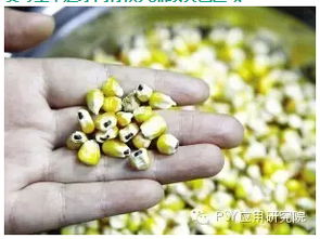 如何有效减少玉米饲料中的霉菌毒素，防止饲料霉菌生长？