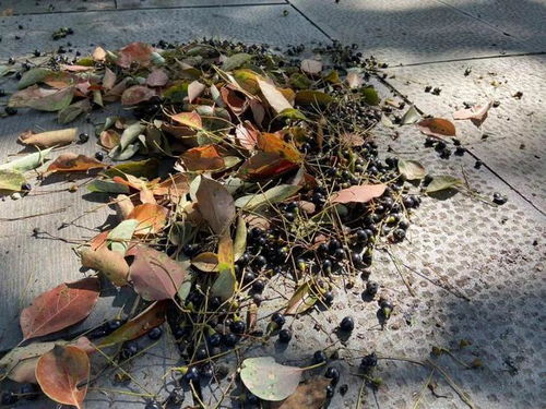 香樟树下的秘密：自然掉落的种子，嫩种吗？