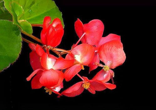 秋海棠花不开花，为何春去秋来仍沉默