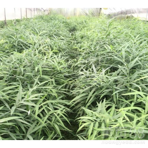 黄精价格多少一斤？近期市场行情如何