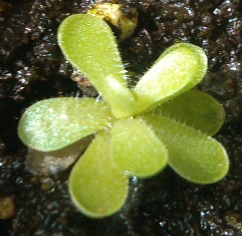 动物植物与普通植物有何本质区别？