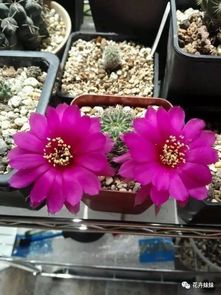 雪映桃花牡丹花，美得惊艳