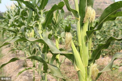 丝黑穗病怎么办？丙环唑来帮忙