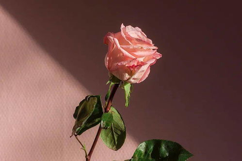 第一步：准备材料