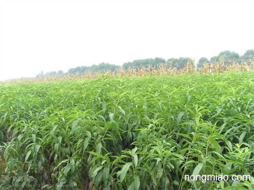 亩用苗45棵左右， 数量也有讲究