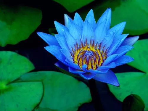 睡莲揭秘：单性花，花界清流！