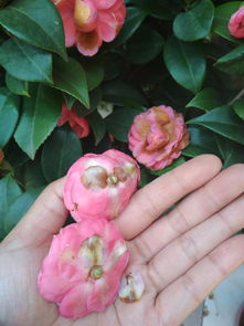 山茶花为何突然掉落花瓣？