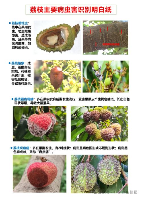 荔枝病虫害防治有哪些具体的技术和方法