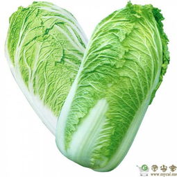 贡菜新鲜与否，颜色鲜亮、叶片厚实