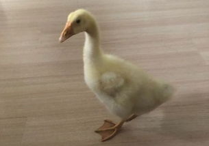 小鹅快速成长秘诀：喂养技巧大公开！
