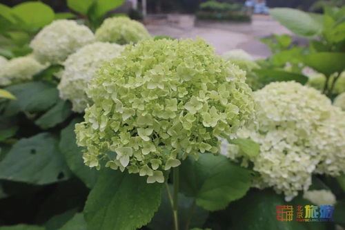 绿色花球的忒别之处