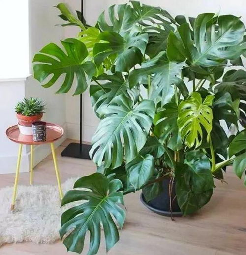 属龙的人适合养啥植物？既旺财又吉利的是哪几种