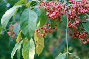 影响因素大揭秘