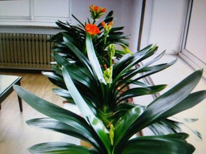 促进花苞成长的小秘诀