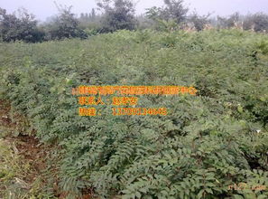 花椒苗基地培育技术，选种时如何确保品种纯正