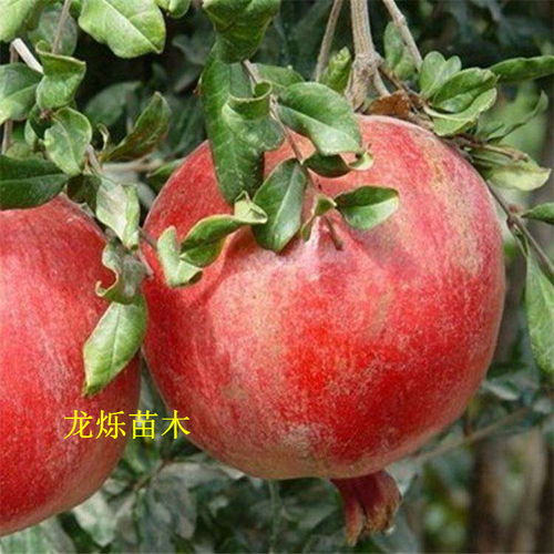 石榴苗小盆栽，如何养出花儿朵朵开这个？