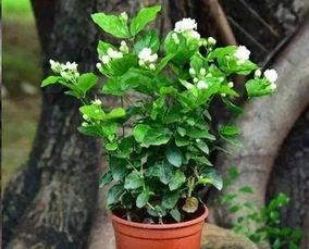 ：夏天养花， 这些花才是亲儿子