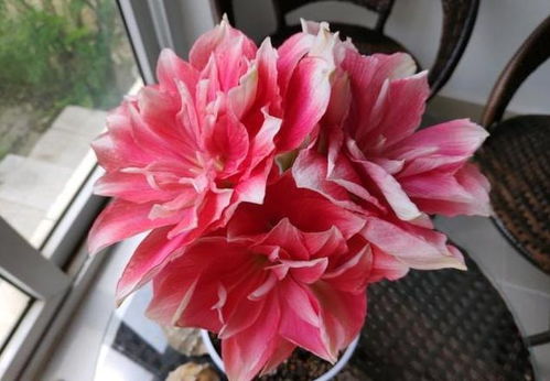花盆上如何种植青苔？青苔生长需要哪些条件
