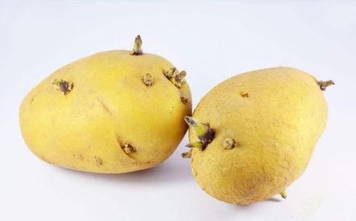 挑选种子有技巧